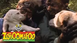 Zoboomafoo 113 - Puppies (Full Episode)