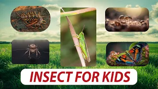 5 Interesting Insects | Bugs For Kids #kids