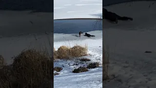 Мужчина спас тонущую в полынье собаку с помощью лопаты