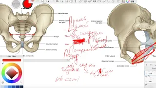 Анатомия таза человека 5 Плоскость выхода Проводниковая ось угол таза