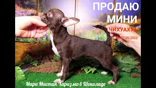 #ПРОДАЮ_МИНИ_ЧИХУАХУА Мари Мистик Харизма в Шоколаде ВЕС 1,4 кг Др 22/06/2022 года +7 921 595 08 48