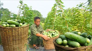 Taking care of the banana garden, cassava garden, harvesting cucumbers, Lulu dog giving birth Ep 181