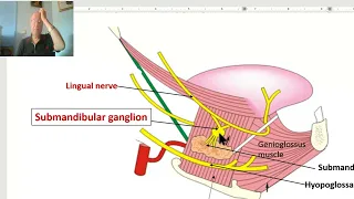 Anatomy of head and neck module in Arabic 34 (Submandibular ganglion) , by Dr. Wahdan