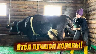 Такого отёла у нас еще не было! Появление новой жизни на свет! | Молодая Ферма