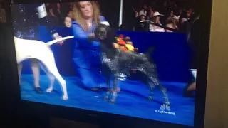 National Dog Show 2018 Sporting Group Breeds