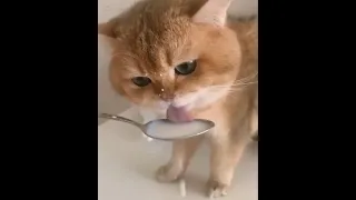 NumNum Cat Remix