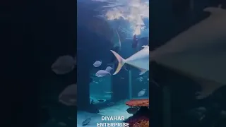 🧜‍♀️🧜‍♀️🧜‍♀️ Mermaids at Jakarta Aquarium & Safari 🧜‍♀️🧜‍♀️🧜‍♀️Plz Subscribe