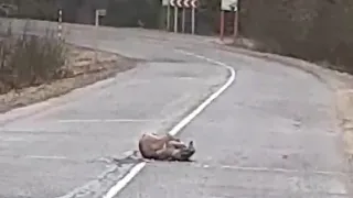 Две рыси устроили драку на дороге