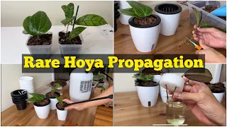 #148 : Let’s Propagate, Unbox and Repot Rare Hoya | Hoya Plants