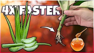 How to make Plant Rooting Hormone at Home | Natural plant root Growth Hormone