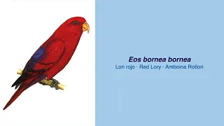 350 Parrot Species  -  #10  Eos bornea bornea