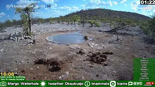 Sick Lion appears, and stumbles into Namibian desert waterhole.