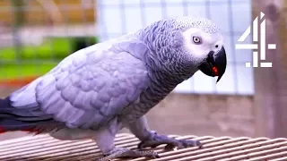 Sausage The Parrot Loves To Swear