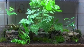 Ewiges Terrarium nach 7 Monaten