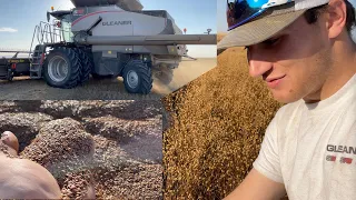 Harvesting Flax with a Gleaner S98 in Saskatchewan