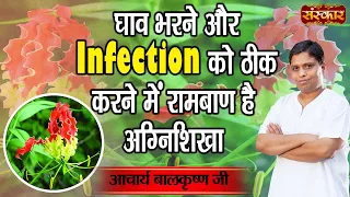 घाव भरने और Infection को ठीक करने में रामबाण है अग्निशिखा ! Acharya Balkrishna Ji Ke Nuskhe