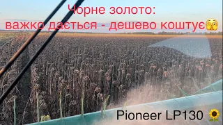 Збирання Соняшнику 🌻 Pioneer LP 130‼️По нулю‼️ Чорне золото, яке важко дається та дешево коштує😟