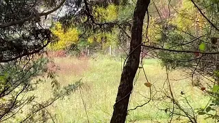 Multiple Bigfoot Sasquatch Show Themselves On Camera! Rare Footage From Brave Soul!