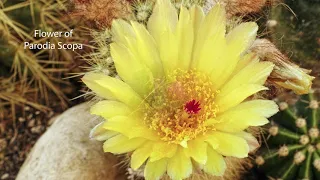 ► Explore the Natural Splendor of Arizona’s Flowers and Plants