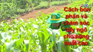 How to fertilize and care for maize for high yield