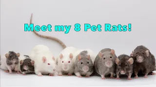 Meet ALL Of My Rats - Rat update end of 2022!