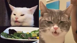 BEST DANK CAT MEMES COMPILATION OF 2020 (From TikTok)