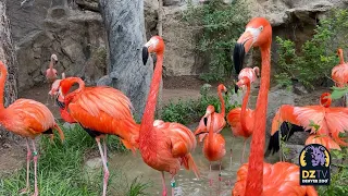 Our Flamingos Move to a Temporary Outdoor Habitat