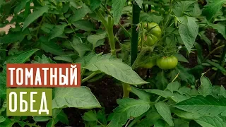 УРОЖАЙ ТОМАТОВ ВАС ПОРАЗИТ 🍅 Полная поэтапная инструкция подкормок / Садовый гид