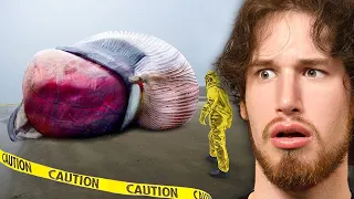 Craziest Things FOUND in NATURE!