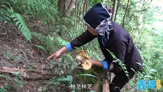 [Xin Ge] Going into the mountains to find wild goods