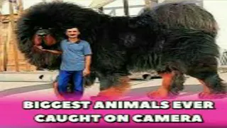 Biggest Animals Ever Captured On Camera | UnBelieveable Giant Animals In The World | Versatile dani