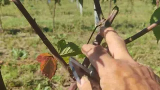 Ежевика. Штамбовая формировка, сорт Натчез.