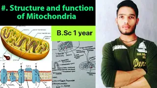 Structure and function of Mitochondria