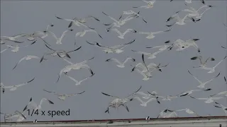 Ring-billed Gulls