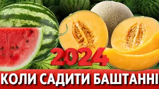 У ТРАВНІ, ЧЕРВНІ 2024. Коли садити баштанні: кавун, диню, гарбуз ЗА МІСЯЧНИМ КАЛЕНДАРЕМ