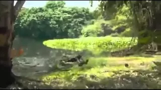 HIGHLY SHOCKING:A lady is swallowed alive by a crocodile!!