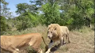 Huge White Male Lion Walks Past Car | Kruger National Park