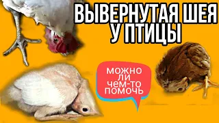 Вывернутая шея у цыпленка / Кривошея/Вертячка