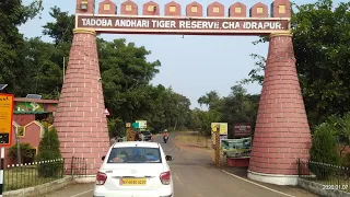 Tadoba andhari tiger reserve chandrapur /jangal  / ताडोबा जंगल