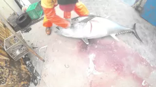 Bleeding a tuna