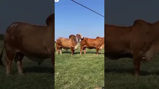 Bull and cow amazing meeting 😍