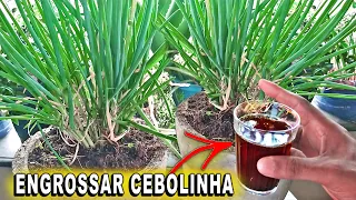 Melhor Adubo para engrossar Cebolinha ( INCRIVEL)