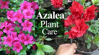 Azalea Flower / Azalea Plant Care, How To Grow Azalea. Rhododendron