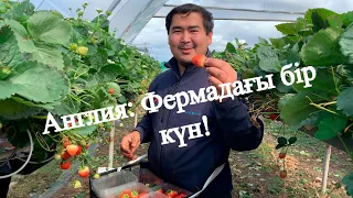 Англия: фермадағы бір күн. Клубника, голубика жинау. | Сбор клубники/голубики в Англии