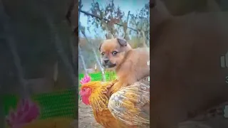 friendship/puppy and chicken. A beautiful moment#191-#short
