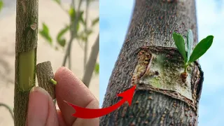 Best Grafting techniques | How To Graft Orange  🍊 tree  | Lemon 🍋| patch and T budding techniques