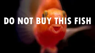 STOP! Don't Buy This Fish Before You WATCH THIS