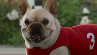 10 Funny Dog Commercials