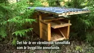 Vargkriget - tjuvjakt på varg i Sverige - Del 1
