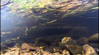 Coho salmon digging nest HD underwater stock footage